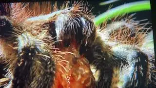 National Geographic Wild: World&rsquo;s Deadliest: Hunger Games - Goliath Birdeater Spider