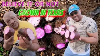 Reaping yams in Texas. Luther says hi to Fowl Wildlife 