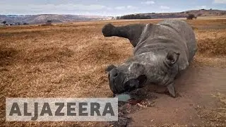 Exclusive: South African minister linked to rhino poaching