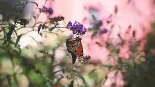 Sesiones_Lai: Riccie Oriach - Calvario/ El Mosquitero