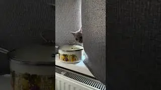 Котята опять собрались печь пироги #cat #kitten #кот