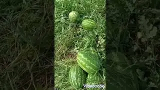 دلاع #أركيلاس لشركة #سينجينطا و موزع من طرف شركة #أقروسيد في الجزائر.