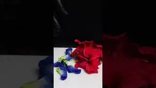 Butterfly Pea + Hibiscus Mocktail #shorts