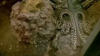 Homoki Vipera