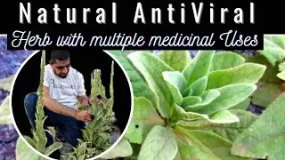 Natural Antiviral | Natural Antibiotic | Mullein | Miracle Herbal Diversity