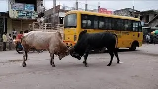 Big Fight In Yelburga