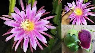 Ax ড্রাগন ফুল থেকে ক্যানো ফল হয় না ।। Ax ক্রস পরাগায়ন   ক্যানো  করতে হয় ! #axdragonfruit   .