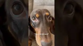 Что у вас на носу? 
