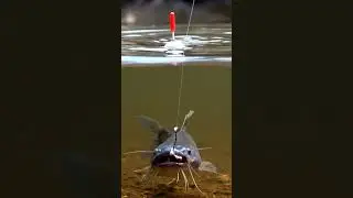 🎣 CRAZY Fish Bites BAIT! You Won't Believe What Happened! 🤯 #fishing #shorts