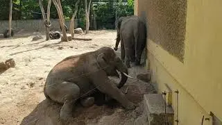 ZOO PŁOCK  - SŁONIE
