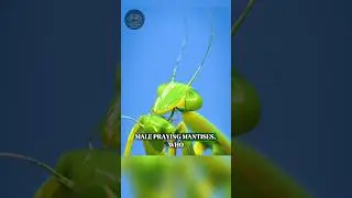 Mate Eating Mantises!!!🦗💔