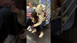 This is how dogs travel on the NYC subway! #nyc #samoyed #dog #shorts
