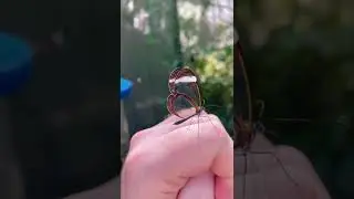 transparent. butterfly amazing view PY facts