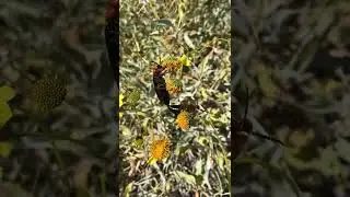 Blister Beetles, mating and feeding on a brittlebush