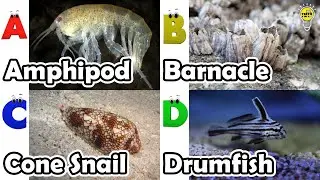 Amazing sea animals | ABC Sea Animals song | English and Animals for Kids #amphipod