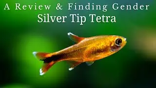 இவனையும் கொஞ்சம் கண்டுக்கோங்க  | Silvertip Tetra