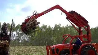Logging equipment work with eucalyptus trees