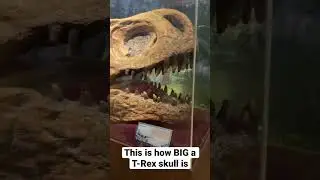 Big T-Rex Skull Fossil at Jurassic Research Center, Resort World Genting