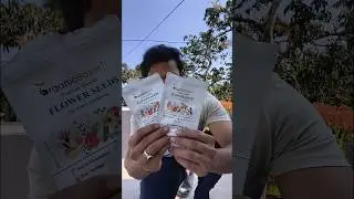 ইউনিক সূর্যমুখীর বীজ বসালাম | sunflower sungold/teddy bear seed germination #shorts #flowers