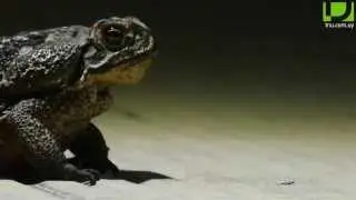 Buscaespecies: Sapo curur&uacute;