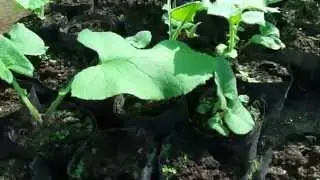 Saussurea costus Farming India