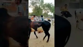 Bakra eid in Karachi #bakraeid2023 #bakraeidspecial #bakraeidtiktok #bakraeidstatus #mandiseason