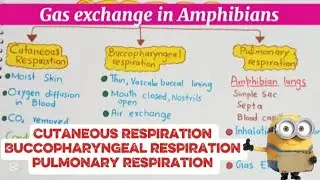 Gas exchange in amphibians|Cutaneous respiration|Buccopharyngeal respiration|Pulmonary respiration