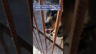 Клайдик❤️🐶Алтайчик🐶❤️&zwj;🩹- ждут на свой шанс обрести дом 🙏🏼🏡🤗