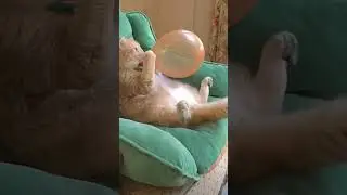 Boom, Scared me  #funny #cats #cat #funny #videos