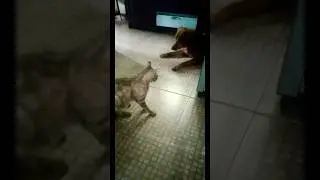 My Cats and Dog are friends🐶🐈 #catanddog #funnycatsanddogs #cutecatreactionvideos #catcompilation