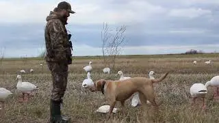 chasse du printemps avec mathieu tremblay