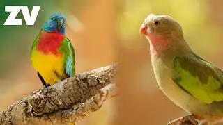 A Peaceful 15 Minutes Inside Healesville Sanctuary’s Stunning Arid Aviary