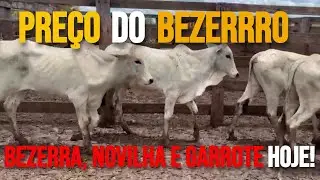 Preço do BEZERRO, BEZERRA, NOVILHA e GARROTE atualizado 