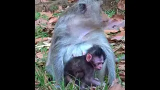 Beloved Newborn Baby Monkey Learning Find Food Eating and happy animal #1122