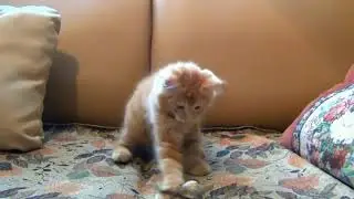 🐱Cat funny video 🤣🤣 Alok kumar
