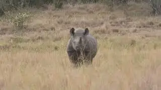 AFRICAN WILDLIFE  Which subspecies of rhino is classified as the big five. @leftyphotography