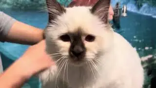 Birman kittens double purring! www.birmans.eu