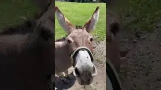 Meeting Donkeys, Dolomites, Italy, Explore! from Heather B. 🐴