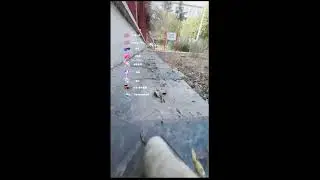 🔴Cat Adventures Live🔴 2026-02-04 19:34:50