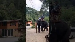 Thai Elephant Ride | PapAjis Diary