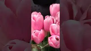 Roses, BJs Flowers