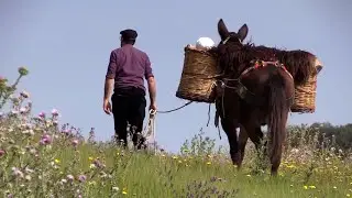 La via del grano rivive a dorso di mulo
