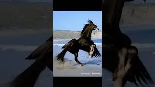 Eagle Horse