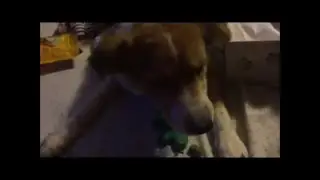 Pupcrate Review