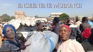 SEASON Y'ENSEENENE EKOMWEWO