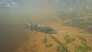 Swimbait pike 35cm 300g hand made