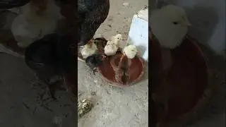cute baby chicks Aseel morning time happy mood #aseel #baby #cute