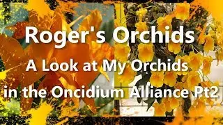 A Look at My Orchids in the Oncidium Alliance Pt2