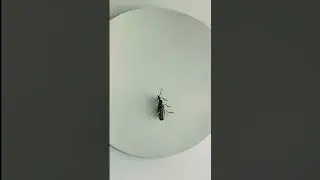 An Active Ground Beetle | Dromius Quadrimaculatus