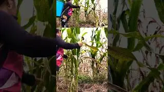 Harvesting Corn  🌽 🌽 #villagelife #corn #lythica #chauthitung #havesting